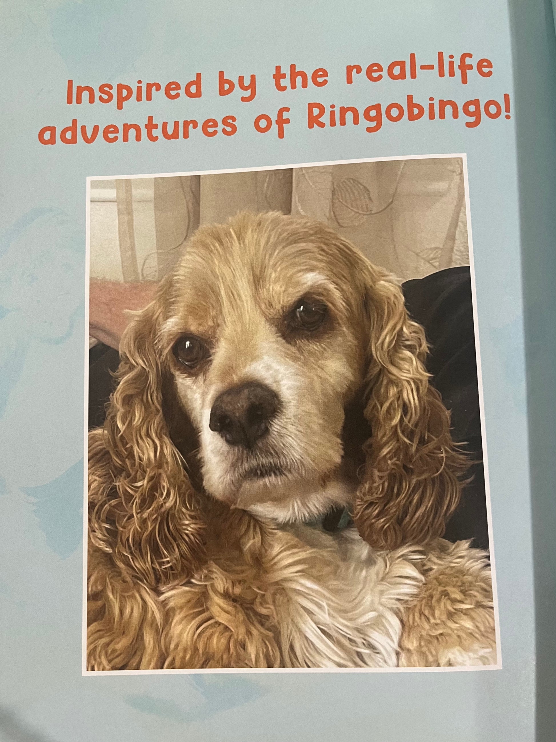 Ringobingo